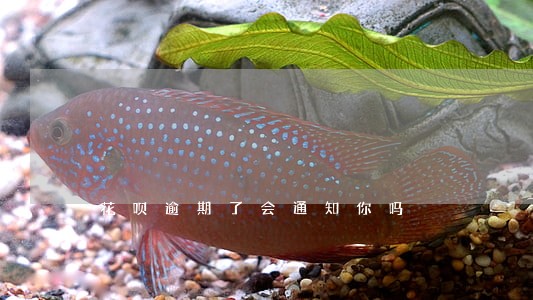 花呗逾期了会通知你吗