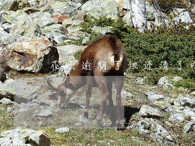 花呗逾期了但还清了咋还不能用 花呗逾期了但还清了咋还不能用