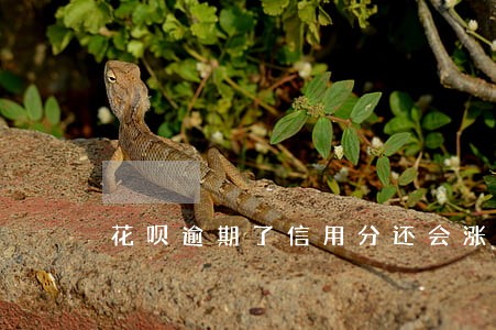花呗逾期了信用分还会涨吗 花呗逾期了信用分还会涨吗