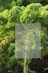 花呗逾期了借呗不能借款怎么办 花呗逾期了借呗不能借款怎么办