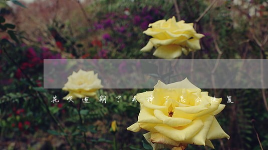 花呗逾期了关掉了怎么恢复 花呗逾期了关掉了怎么恢复