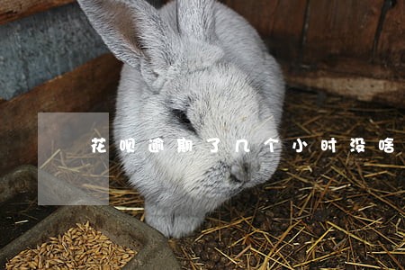 花呗逾期了几个小时没啥事吧 花呗逾期了几个小时没啥事吧