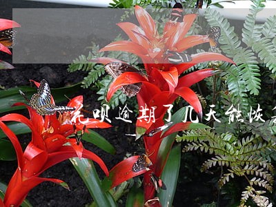 花呗逾期了几天能恢复 花呗逾期了几天能恢复
