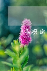 花呗逾期了几天额度降到一千了