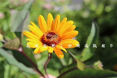 花呗逾期了分期还款用不了 花呗逾期了分期还款用不了