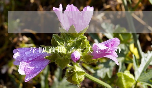 花呗逾期了十天怎么办 花呗逾期了十天怎么办