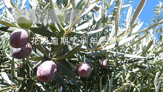 花呗逾期了半年严重不 花呗逾期了半年严重不