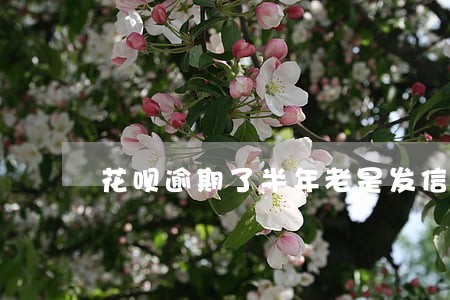 花呗逾期了半年老是发信息催款 花呗逾期了半年老是发信息催款