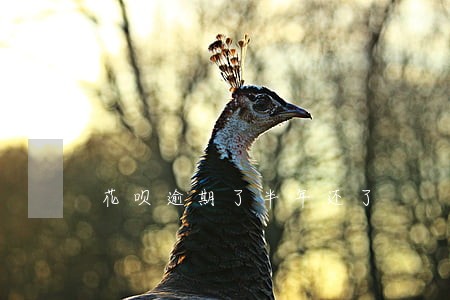 花呗逾期了半年还了 花呗逾期了半年还了