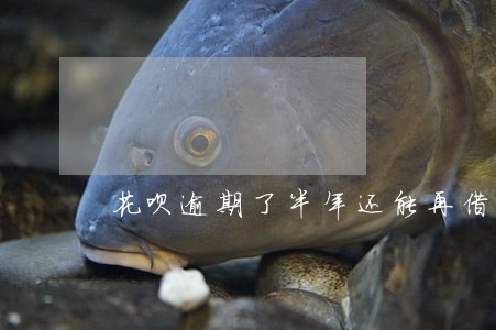 花呗逾期了半年还能再借么 花呗逾期了半年还能再借么