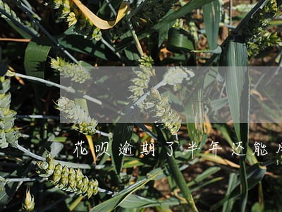 花呗逾期了半年还能用吗 花呗逾期了半年还能用吗