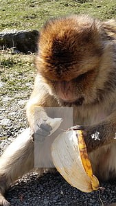 花呗逾期了可以关闭自动还款吗 花呗逾期了可以关闭自动还款吗