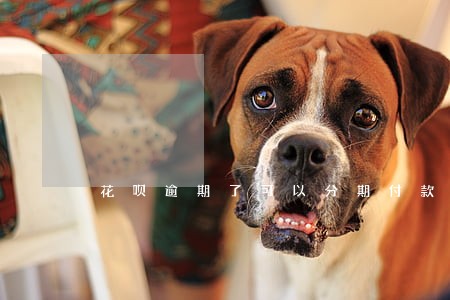 花呗逾期了可以分期付款吗 花呗逾期了可以分期付款吗
