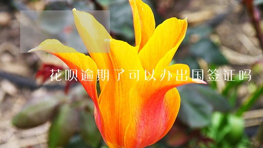 花呗逾期了可以办出国签证吗 花呗逾期了可以办出国签证吗