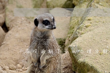 花呗逾期了可以办理分期吗 花呗逾期了可以办理分期吗