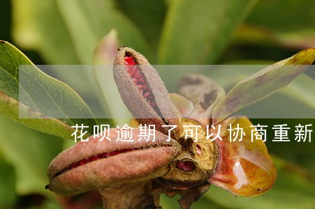 花呗逾期了可以协商重新分期还吗 花呗逾期了可以协商重新分期还吗