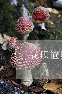 花呗逾期了可以去哪里借款 花呗逾期了可以去哪里借款