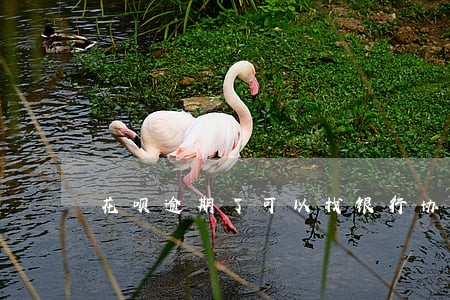 花呗逾期了可以找银行协商还吗 花呗逾期了可以找银行协商还吗