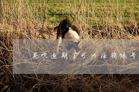 花呗逾期了可以注销账号吗 花呗逾期了可以注销账号吗