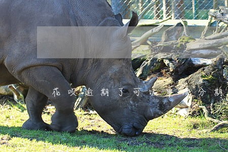 花呗逾期了可以申请分期吗 花呗逾期了可以申请分期吗