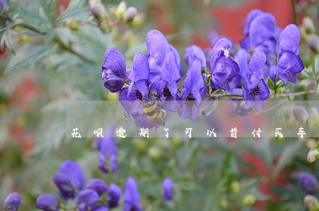 花呗逾期了可以首付买车吗 花呗逾期了可以首付买车吗