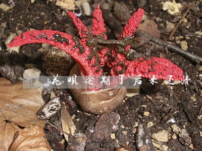 花呗逾期了后来还清了还能用吗 花呗逾期了后来还清了还能用吗