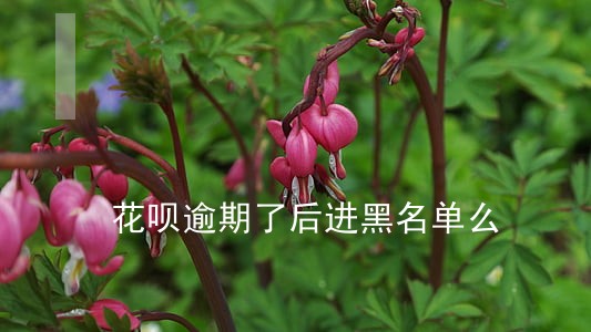 花呗逾期了后进黑名单么 花呗逾期了后进黑名单么