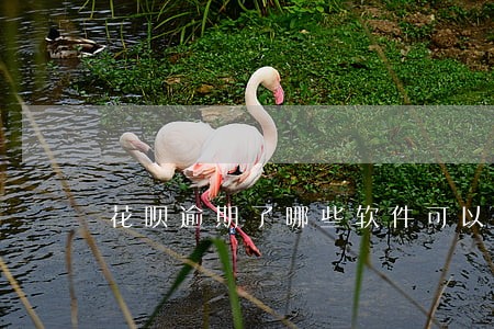 花呗逾期了哪些软件可以借钱 花呗逾期了哪些软件可以借钱