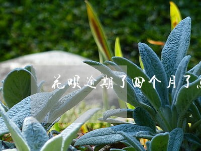 花呗逾期了四个月了怎么办 花呗逾期了四个月了怎么办