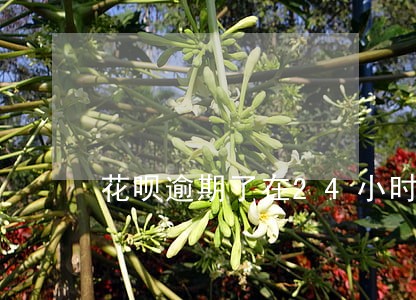 花呗逾期了在24小时内还上 花呗逾期了在24小时内还上