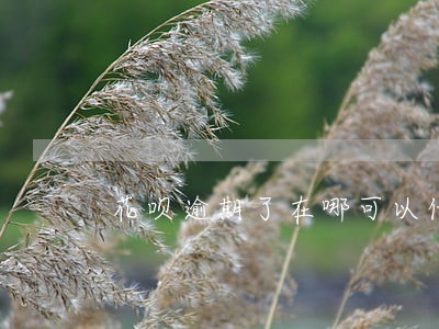 花呗逾期了在哪可以借钱 花呗逾期了在哪可以借钱