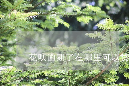 花呗逾期了在哪里可以贷款 花呗逾期了在哪里可以贷款