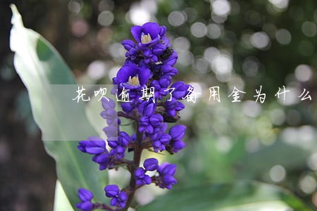 花呗逾期了备用金为什么不能用了 花呗逾期了备用金为什么不能用了