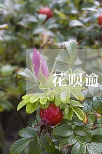 花呗逾期了备用金会暂停使用吗 花呗逾期了备用金会暂停使用吗