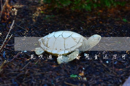 花呗逾期了备用金还了可以用吗 花呗逾期了备用金还了可以用吗