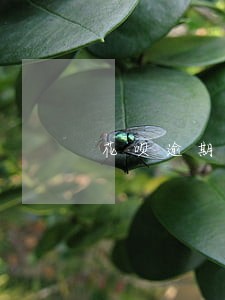 花呗逾期了备用金还能用 花呗逾期了备用金还能用