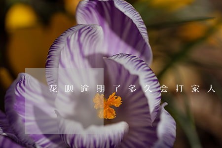 花呗逾期了多久会打家人的电话 花呗逾期了多久会打家人的电话