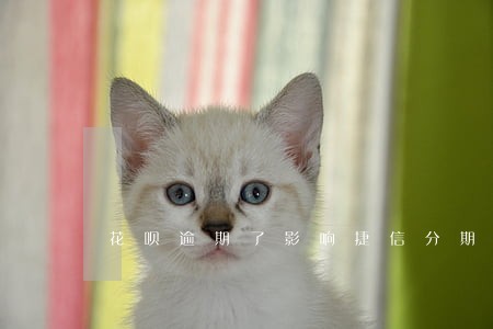 花呗逾期了影响捷信分期摩托车吗 花呗逾期了影响捷信分期摩托车吗
