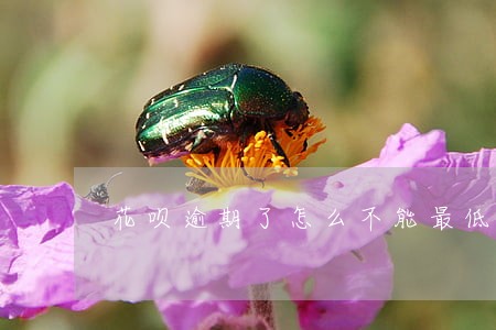 花呗逾期了怎么不能最低还款了 花呗逾期了怎么不能最低还款了