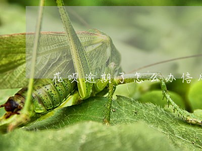 花呗逾期了怎么办信用卡 花呗逾期了怎么办信用卡