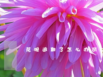 花呗逾期了怎么办可以申请延期 花呗逾期了怎么办可以申请延期