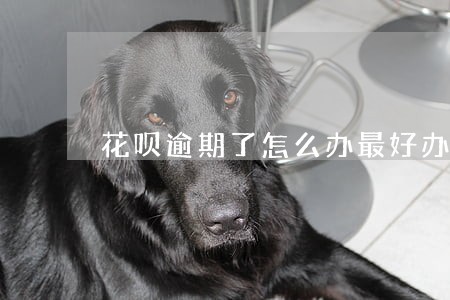 花呗逾期了怎么办最好办理 花呗逾期了怎么办最好办理