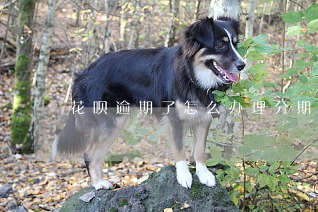 花呗逾期了怎么办理分期手续 花呗逾期了怎么办理分期手续