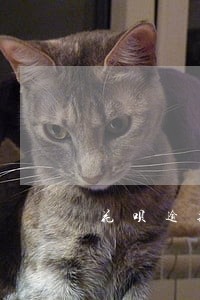 花呗逾期了怎么办理还款 花呗逾期了怎么办理还款