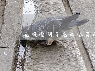 花呗逾期了怎么协商还本 花呗逾期了怎么协商还本