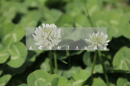 花呗逾期了怎么恢复 花呗逾期了怎么恢复