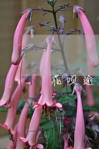 花呗逾期了怎么找客服商量 花呗逾期了怎么找客服商量