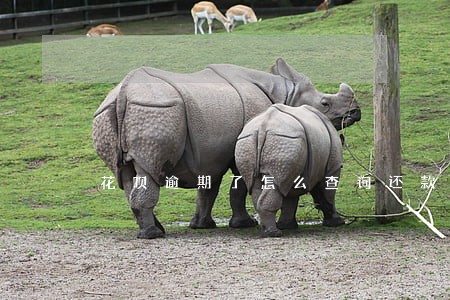 花呗逾期了怎么查询还款日 花呗逾期了怎么查询还款日