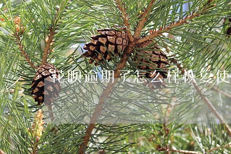 花呗逾期了怎么样恢复使用