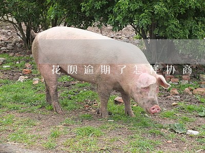 花呗逾期了怎样协商 花呗逾期了怎样协商